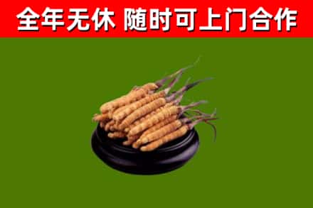 宜春回收冬虫夏草