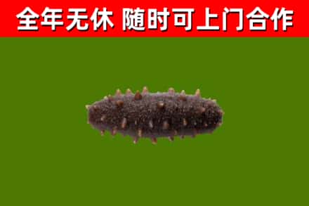 宜春回收海参干
